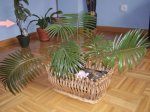 2006 007.jpg