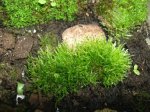 expmoss4.JPG
