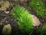 expmoss5.JPG