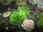 expmoss6.JPG