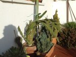 2007_0210opuntia0039.JPG