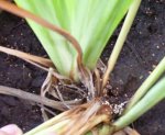 Planta1.JPG