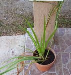 Planta 2.JPG