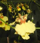 oncidium.jpg