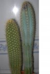 cactus.JPG