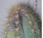 cactus 2.JPG