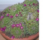 cactus flores.JPG