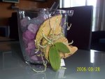 Phalaenopsis lobbii - India - 3.jpg