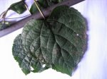 planta2.jpg