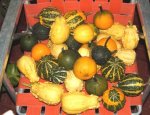 calabacines2.jpg