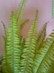 DSC00082c.jpg