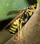 polistes%20sp1.jpg