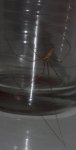 Aracnid%20agba.jpg