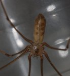 Aracnid%20detail%20agba.jpg