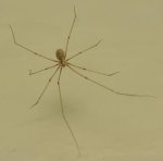 Pholcus%20sp%201.jpg