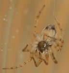 Pholcus%20sp%20ninfa.jpg