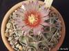 Echinocactus_texensis_2_.jpg