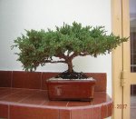 bonsai1.JPG