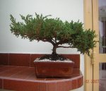 bonsai2.JPG