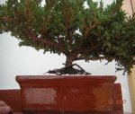 bonsai3.JPG