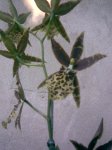 Imagen096.jpg