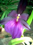 Miltonia.jpg