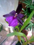 Miltonia 1.jpg