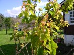 DSC00050.JPG
