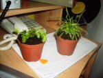 PICT00823.jpg