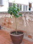 desembre-06 013.jpg