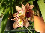 DSC00738.JPG