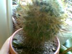 Imagen052.jpg
