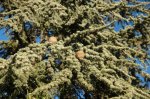 01 cedrus_atlantica.jpg