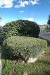 05 juniperus_virginiana.jpg