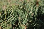 06 juniperus_virginiana.jpg
