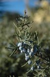 07 juniperus_virginiana.jpg