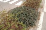 08 juniperus_virginiana.jpg