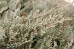 09 juniperus_virginiana.jpg