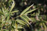 12 phyllostachys_aurea.jpg