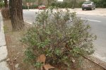10 abelia_x_grandiflora.jpg
