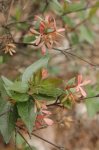 11 abelia_x_grandiflora.jpg
