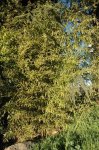 13 phyllostachys_aurea.jpg