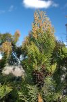 14 thuja_orientalis.jpg