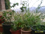 PIC_0072.JPG