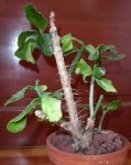 nopal enfermo.jpg