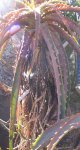 aloe1.jpg