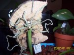 Phal lobbi 2 16-02-07.jpg