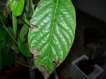 ylangylang 014.jpg