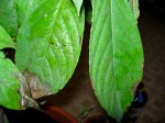 ylangylang 023.jpg