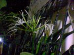Imagen024.jpg